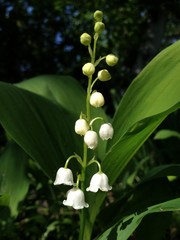 lily of the valley