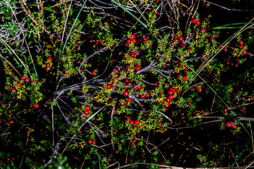 Hojas, flores y frutas fueguinas.