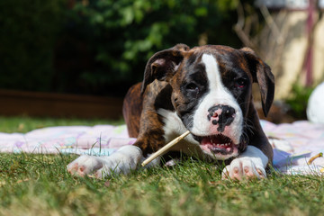 Cute and Adorable Baby Boxer Dog playing in outside during a vibrant sunny day. Taken in Vancouver, British Columbia, Canada.