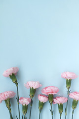 delicate beautiful light pink flowers carnations summer holiday mood