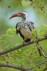 Animals from kruger national park south africa in high resolution.