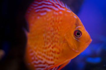 discus swimming in the aquarium