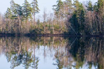 lake in forest