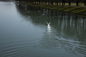 A swan is starting to fly out of water
