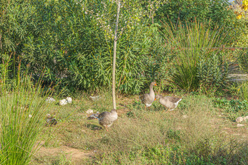 Picturesque view of Geese's in famous Riofrio. Granada. Spain.