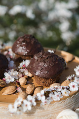 Tasty chocolate cupcakes. Homemade chocolate muffin cupcake with cream buttercream icing. Easter sweet dessert cake. Close up view. Cupcakes in blooming trees. Outdoor shooting in garden.