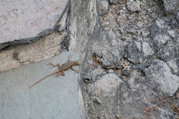 Close up shot of the lizard in the Templo Mayor Museum