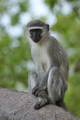 Obraz premium Animals from kruger national park south africa in high resolution.