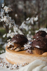 Tasty chocolate cupcakes. Homemade chocolate muffin cupcake with cream buttercream icing. Easter sweet dessert cake. Close up view. Cupcakes in blooming trees. Outdoor shooting in garden.