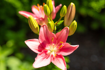Obraz na płótnie Canvas pink lily flower