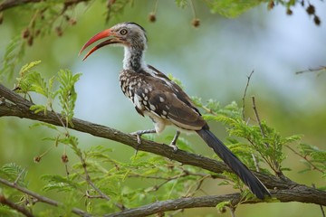 Obraz premium Animals from kruger national park south africa in high resolution.