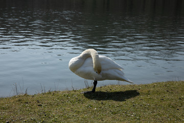 A swan is cleaning its feathers next to a lake