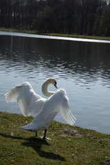 A white swan is posing and showing its wings