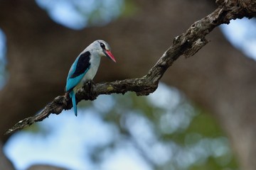 Fototapeta premium Animals from kruger national park south africa in high resolution.