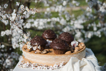 Tasty chocolate cupcakes. Homemade chocolate muffin cupcake with cream buttercream icing. Easter sweet dessert cake. Close up view. Cupcakes in blooming trees. Outdoor shooting in garden.