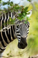 Animals from kruger national park south africa in high resolution. © Miroslav Srb