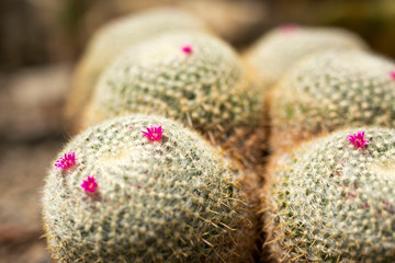 pink cactus flowers