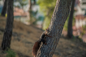 Nice chipmunk on tree in Gibralfaro. Malaga. Spain.