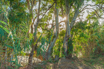 View of vegetation of the Natural Park of River Mouth Guadalhorce. Costa del Sol. Malaga. Spain.