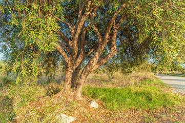 View of the Natural Park of River Mouth Guadalhorce. Costa del Sol. Malaga. Spain.