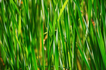 Close look through the grass, selective focus.