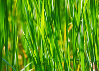 Close look through the grass, selective focus.