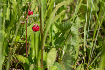 ripe red juicy sweet berry of wild strawberry field close-up, forest berries