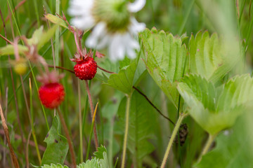 ripe red juicy sweet berry of wild strawberry field close-up, forest berries