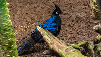 A beautiful and pretty Palawan peacock-pheasant (Polyplectron napoleonis).