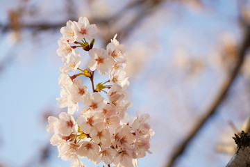 日本の春に咲くピンク色の桜