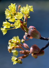 Gelbe Lindenblüten