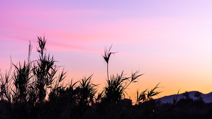 Obraz premium Sunset in the worderful nature park of Guadalhorce mouth. Malaga. Spain.