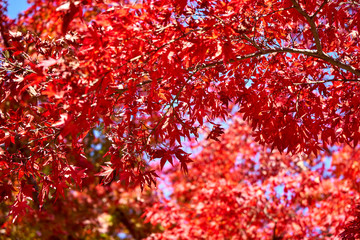 Red maples leaves on a sunny day in autumn