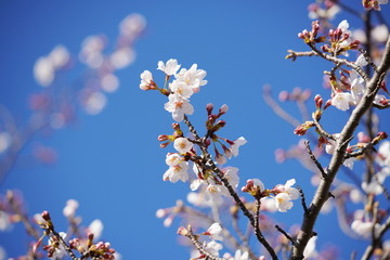 日本の春に咲くピンク色の桜