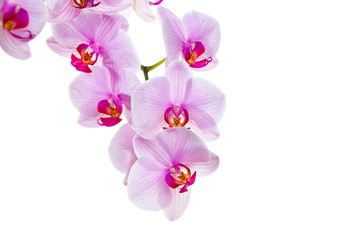 Fototapeta na wymiar branch with blooming beautiful pink orchid flower closeup isolated on white background