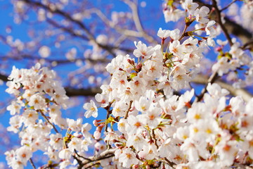 日本の春に咲くピンク色の桜
