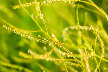 Fototapeta premium grasshopper in field