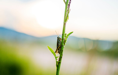 grasshopper in field