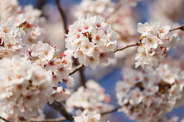 日本の春に咲くピンク色の桜