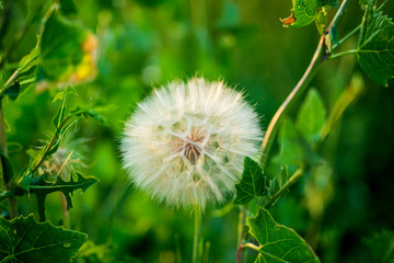 big dandelion close up