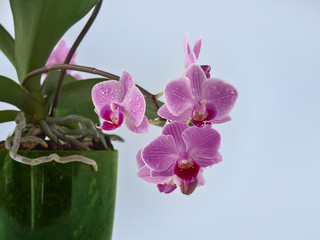 Beautiful tropical orchid flower in pot.
