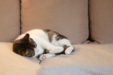 Cute tabby cat sleeping on a sofa. Selective focus.