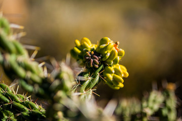 close up of cactus