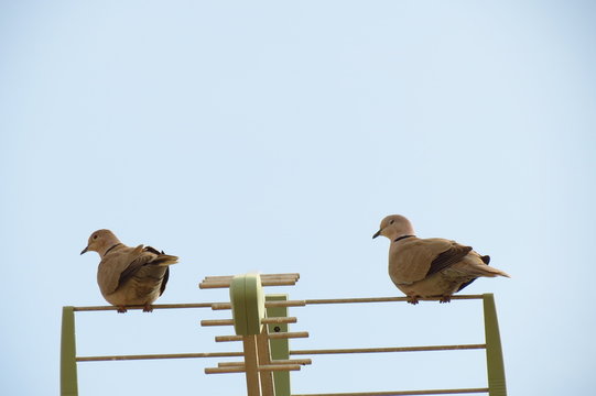 Pareja de tortolas