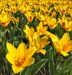 Flowers in Keukenhof Gardens, Netherlands