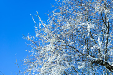 Cherry blossom (Sakura)