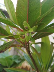 Rudraksha holy tree flower bud