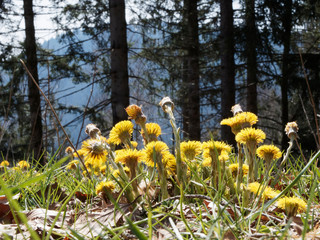 Obraz premium Tussilages pas-d'âne (Tussilago farfara) aux fleurs à capitules jaunes dressée sur leur hampe écailleuse et penchée en bord de chemin forestier en Forêt-Noire en Allemagne