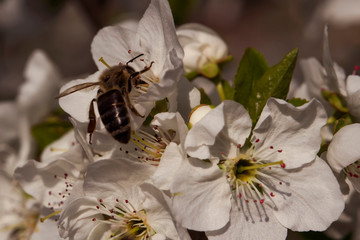 Blooming sakura in early spring. A bee on a cherry flower. A bee pollinates flowers in the spring. Macro photo. Small details close-up.