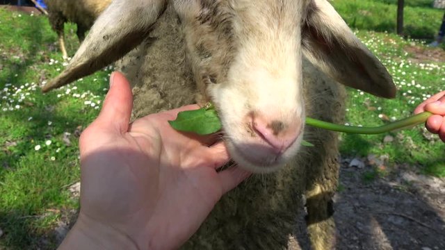 Limyra, Finike, Turkey - 14th of March 2020: 4K Caressing and feeding a cute sheep